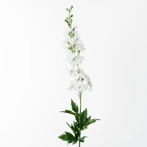 Delphinium FI9406WW