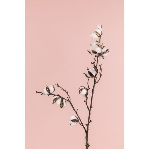 Cotton Stem Spray FI8400NA