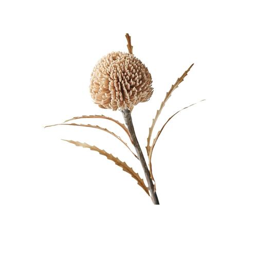 Banksia Sawtooth Round fi8497cr