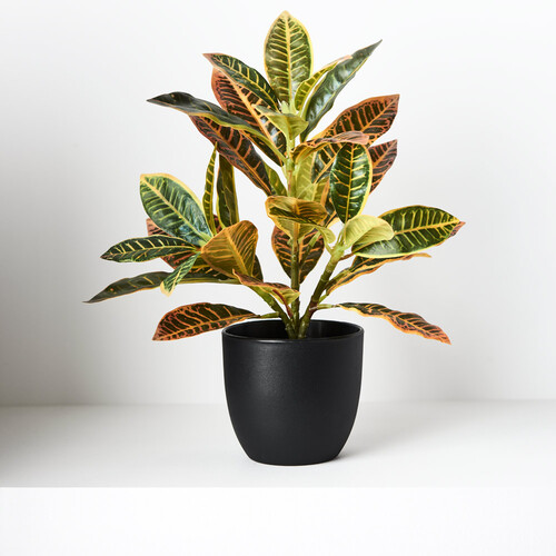 Mini Croton Plant in Pot FI8725