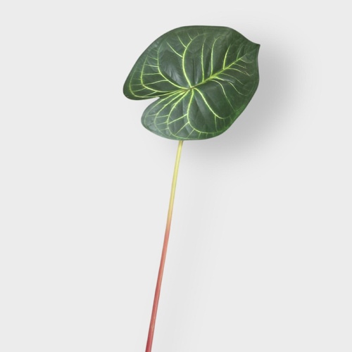 Anthurium Clarinervium Leaf FI9214GR