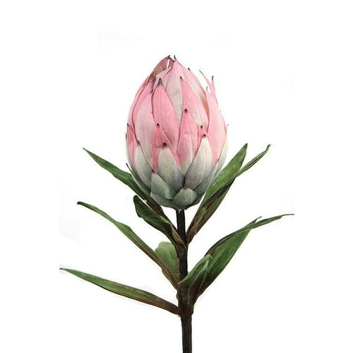 Pink Protea HF1181