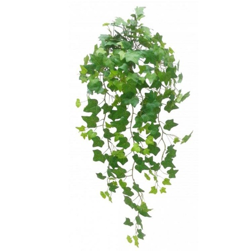Hanging Sage Ivy Bush S2684