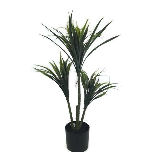 Yucca Plant x 3 heads S2711
