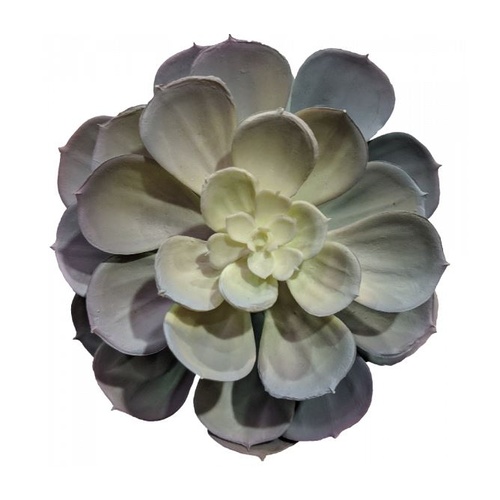 Echeveria Imbricata Succulent S3763blu