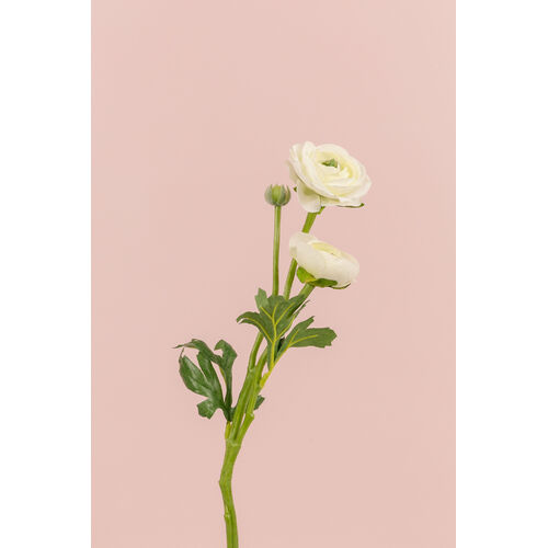 Ranunculus Spray S5817