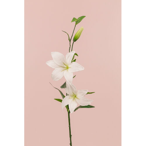 Sunshine Lily S929
