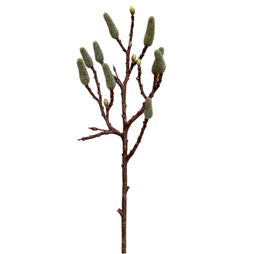 Magnolia Branch SM126