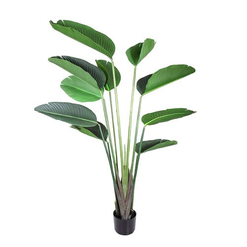 Traveller Palm Tree 1.5m TC101